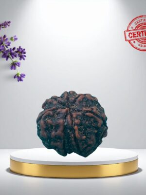5 Mukhi Rudraksha