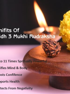 3 Mukhi Rudraksha
